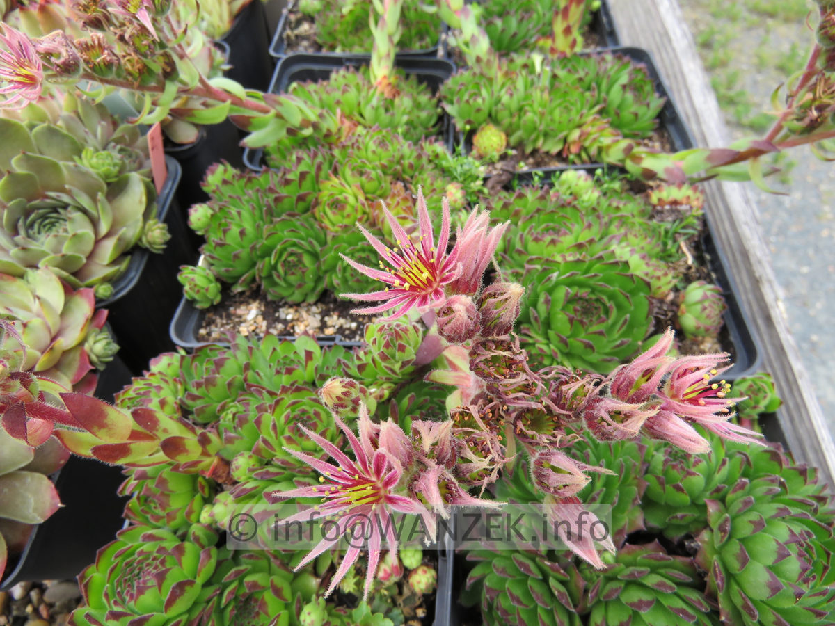 Sempervivum arachnoides  03.JPG